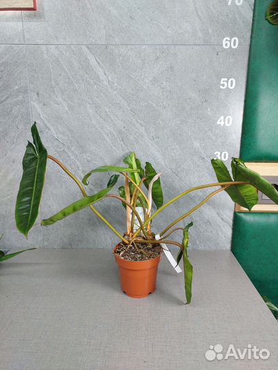 Филодендрон биллитау