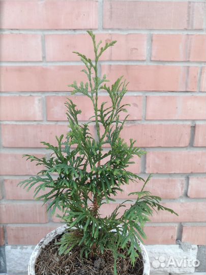 Туя западная смарагд