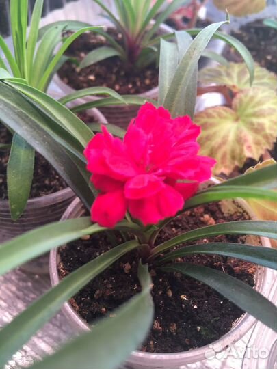 Гвоздика ампельная многолетняя