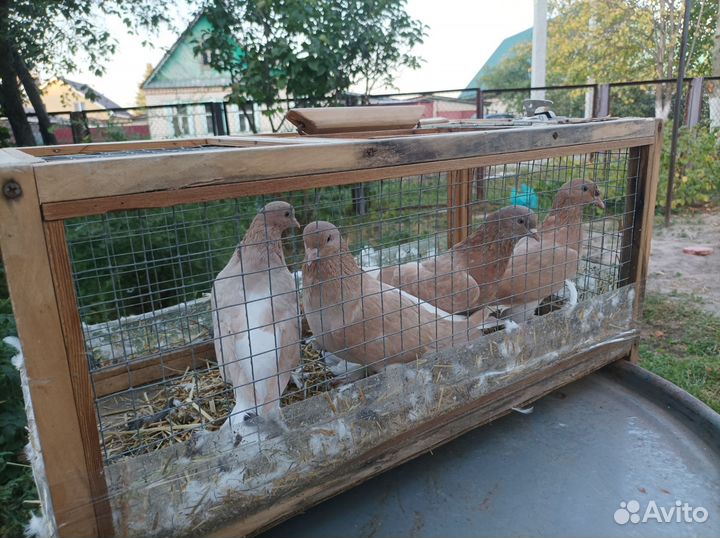 Голуби турецкая такла