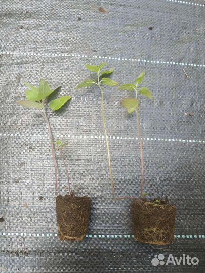 Монарда двойчатая Панорама Микс (Benary)