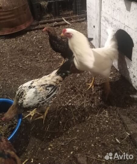 Бойцовые петухи