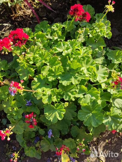 Герань пеларгония