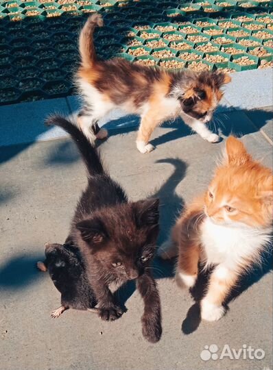 Котята в добрые руки