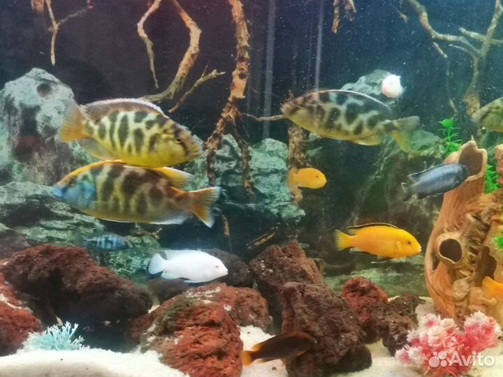 Малавийские цихлиды