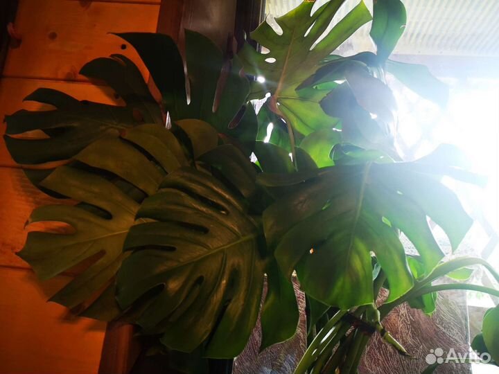 Монстера, диффенбахия