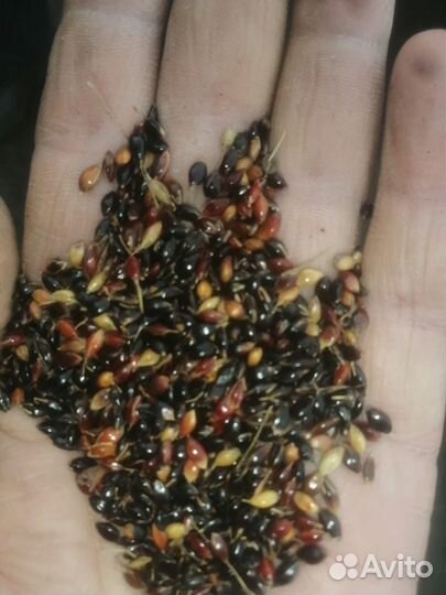 Семена люцерны, суданки, эспорцета, клевера