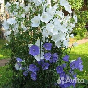 Садовые цветы и растения