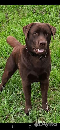 Щенки лабрадора