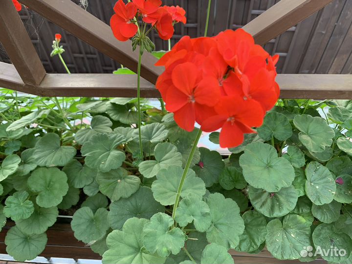 Пеларгония три цвета