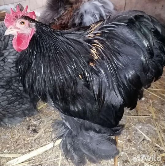 Цыплята Мини Кохинхин