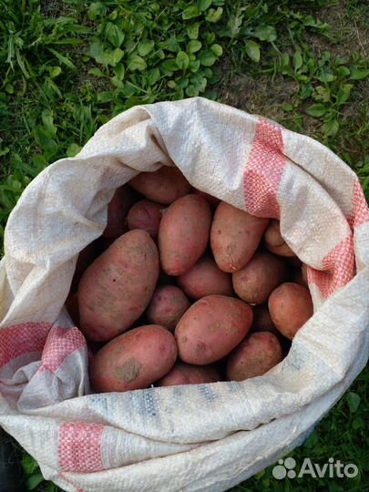 Картофель