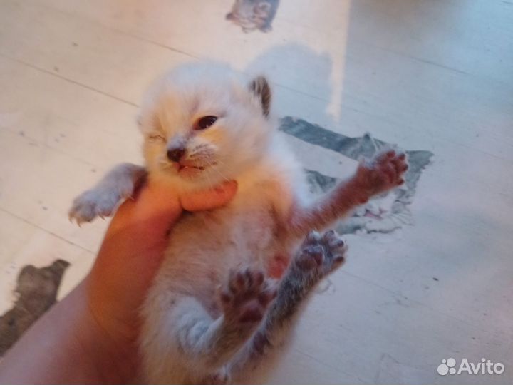 Продам котят.Порода дворянская,если вопросы пишите