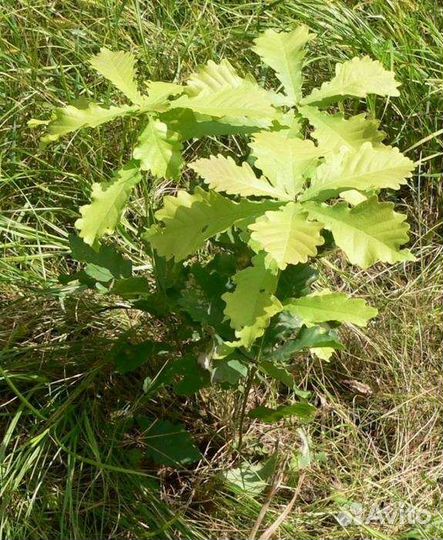 Саженцы Клёна,Ели,Сосны,Берёзы,Дуба