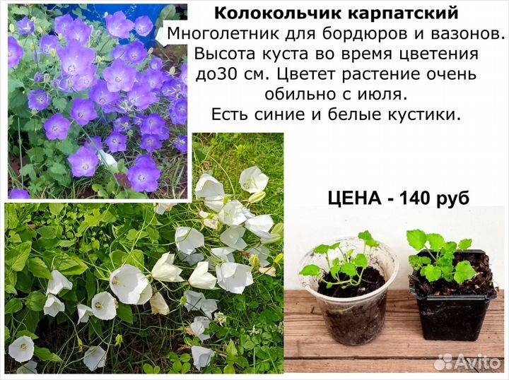 Суккуленты, цветы для балкона, многолетники цены о