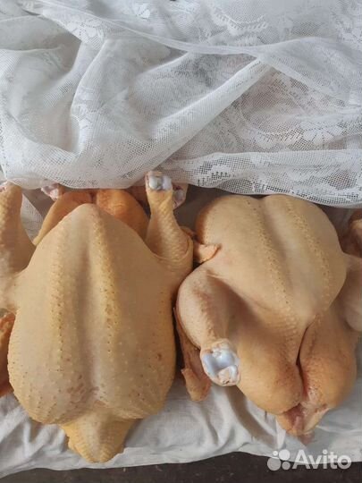 Куры домашние