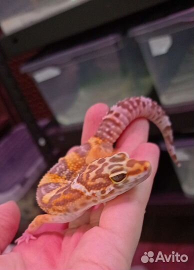 Пятнистые эублефары