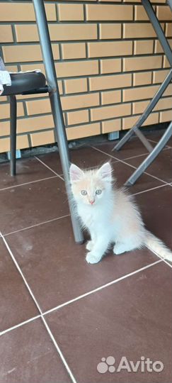 Котик в дар