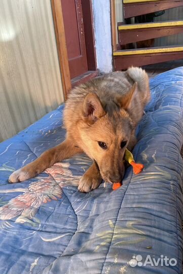 Красавица Юся ищет дом