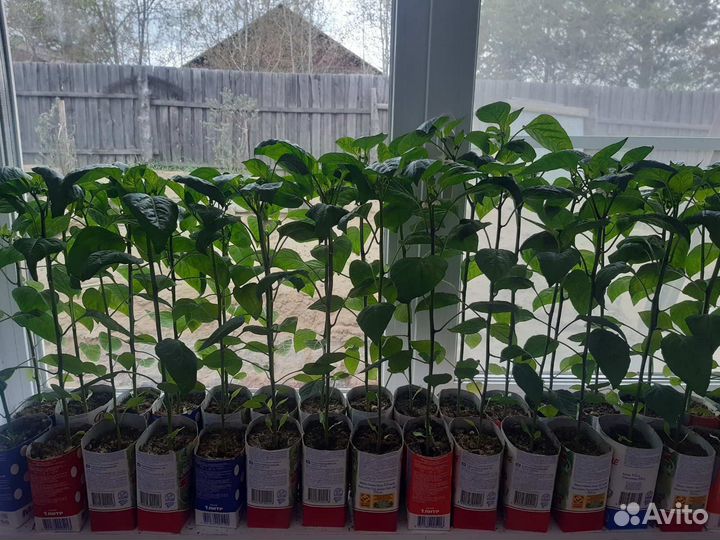 Перец толстостенный рассада