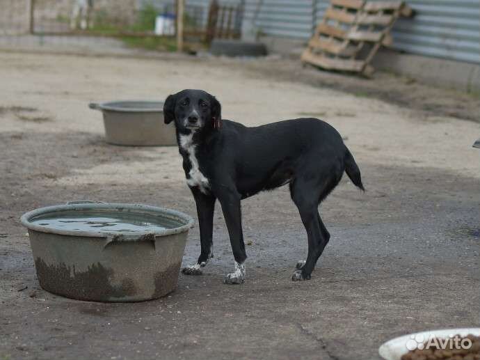 Собака в добрые руки отдам бесплатно