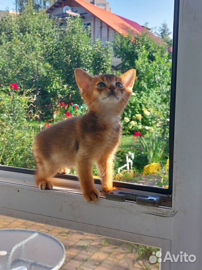 Абиссинские котята