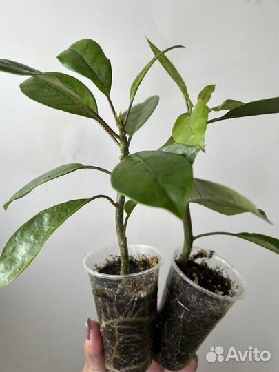 Соландра грандифлора