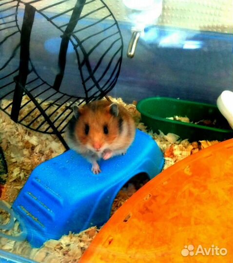 Передержка грызунов