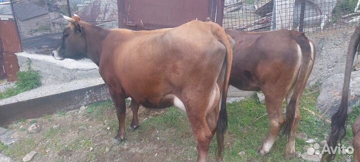 Коровы дойные молочные