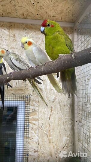 Попугай с доставкой