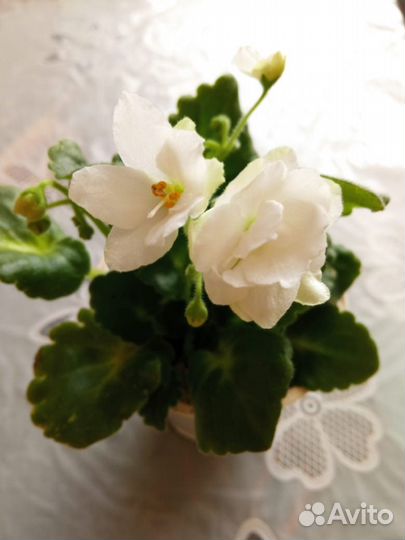 Комнатные цветы