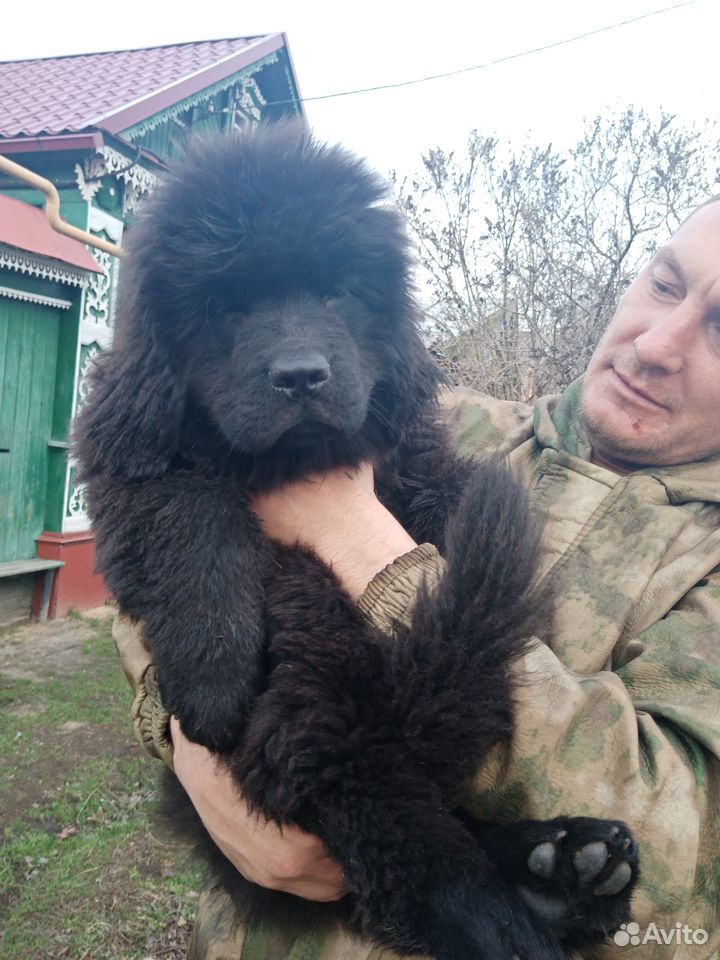 Перспективные щенки ньюфаундленда