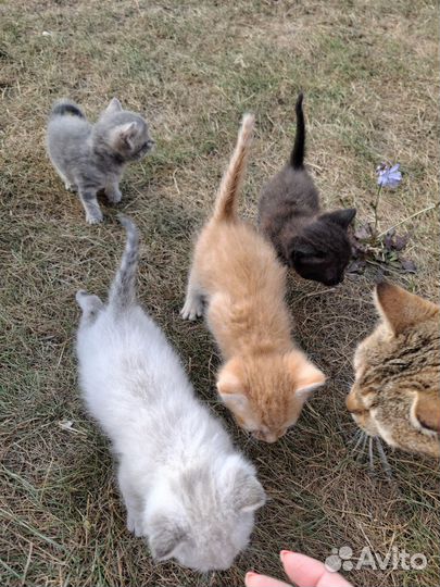Котята в добрые руки