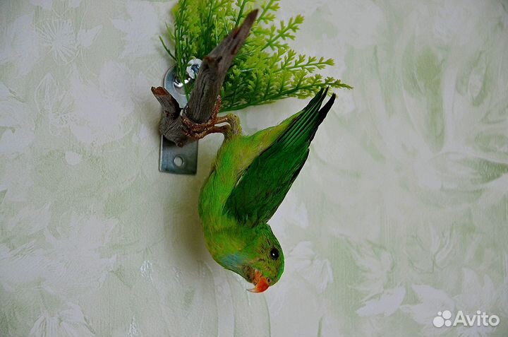 Таксидермия птиц. Попугаи, амадины и др