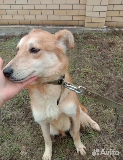 Собачка в добрые руки