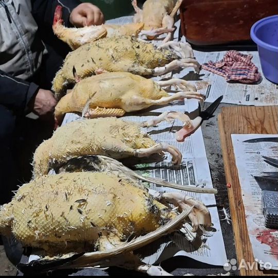 Гусь,утка, кролик