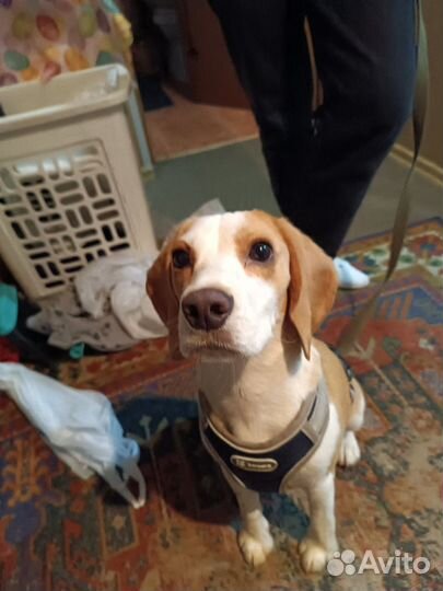 Бигль вязка