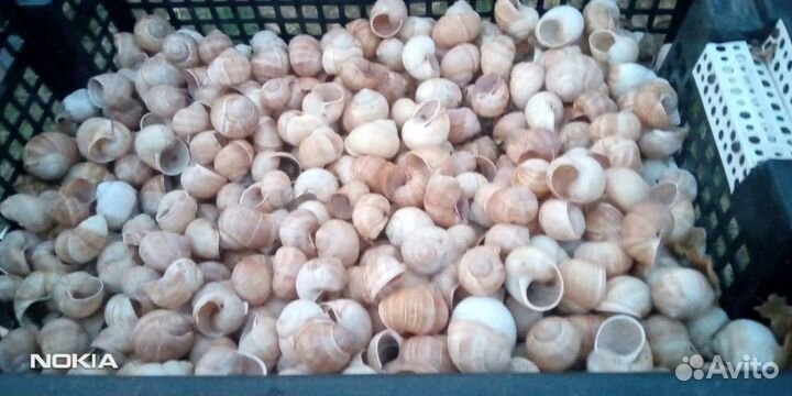 Раковины виноградной улитки