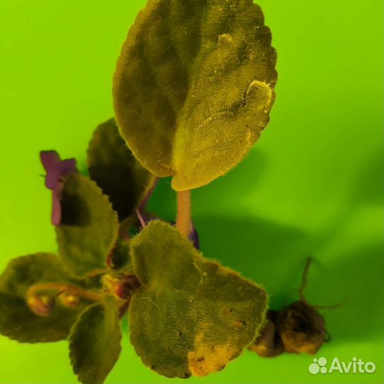 Фиалка Узамбарская. Крапивка