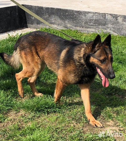 Статный метис малинуа в добрые руки