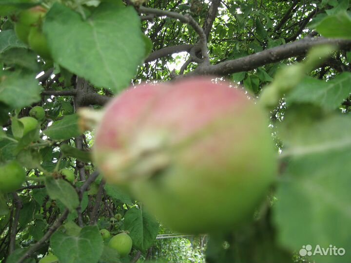 Продам яблоки паданку