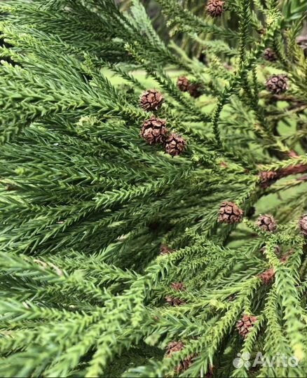 Криптомерия вечнозеленая