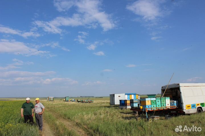 Мёд - разные сорта, оптом, пасека. Мурманск