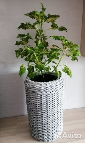 Кашпо Цилиндр