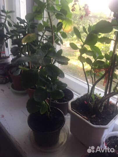 Каланхое лечебное, алое, герань, толстянка