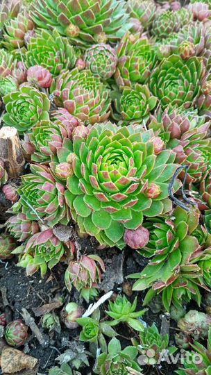 Молодило каменная роза