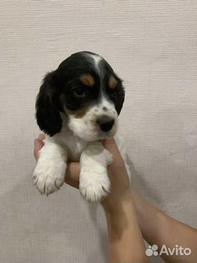 Русский спаниель