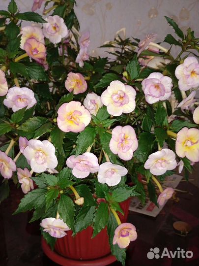 Ахименесы ризомы