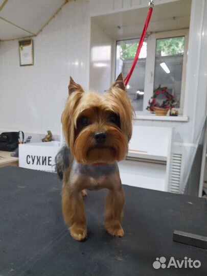 Услуги грумера