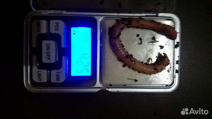 Червь дендробена